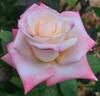 Princesse de Monaco ® rose photo