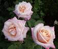 Princesse de Monaco ® rose photo