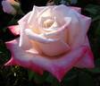 Princesse de Monaco ® rose photo