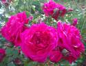 Laguna ® rose photo