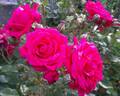Laguna ® rose photo