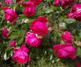 Laguna ® rose photo