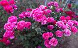 Grimpant Soraya rose photo