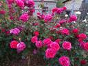 Grimpant Soraya rose photo