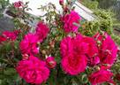 Laguna ® rose photo