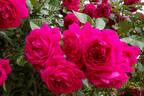 Laguna ® rose photo
