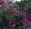 Rose Gaujard ® rose photo