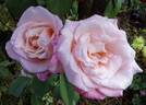 Princesse de Monaco ® rose photo