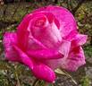 Rose Gaujard ® rose photo