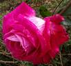 Rose Gaujard ® rose photo