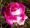 Rose Gaujard ® rose photo