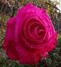 Rose Gaujard ® rose photo