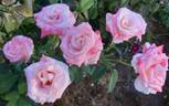 Princesse de Monaco ® rose photo