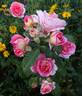 Gebrüder Grimm ® rose photo