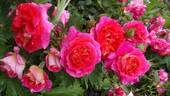 Gebrüder Grimm ® rose photo