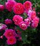 Gebrüder Grimm ® rose photo