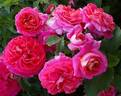 Gebrüder Grimm ® rose photo