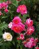Gebrüder Grimm ® rose photo