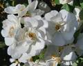 Innocencia Vigorosa ™ rose photo