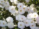 Innocencia Vigorosa ™ rose photo