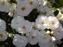 Innocencia Vigorosa ™ rose photo