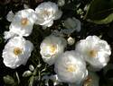Innocencia Vigorosa ™ rose photo