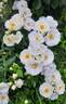 Innocencia Vigorosa ™ rose photo