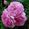 Climbing Jasmina rose photo
