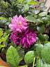 Life's Little Pleasures rose photo