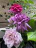 Life's Little Pleasures rose photo