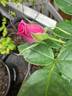 Life's Little Pleasures rose photo