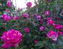 Rose Gaujard ® rose photo