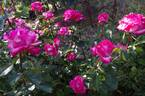 Rose Gaujard ® rose photo