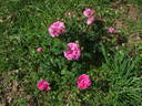 Alector Cramoisi rose photo
