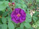 Antonio Stradivari rose photo