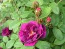 Antonio Stradivari rose photo