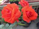 Brillant rose photo