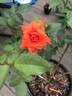 Brillant rose photo