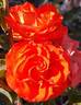 Matador rose photo