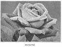 Tom Wood rose photo