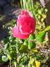 Bordure Rose No. 2 rose photo