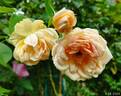 Comtesse de Noghera rose photo