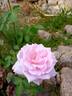 Mauve Melodee rose photo