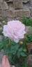 Mauve Melodee rose photo