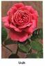 Urdh rose photo