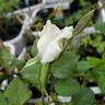 Paloma (hybrid tea, Swim rose photo