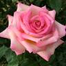 La Fleurette rose photo