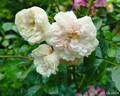 Joseph Liger rose photo