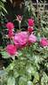 Barbra Streisand rose photo