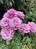 Barbra Streisand rose photo